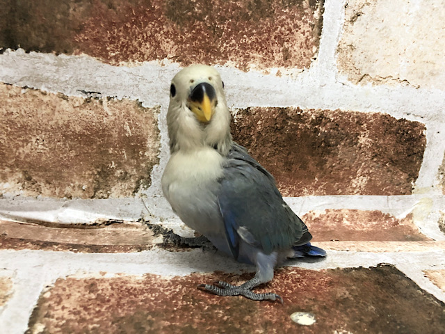 コザクラインコ（小桜インコ）