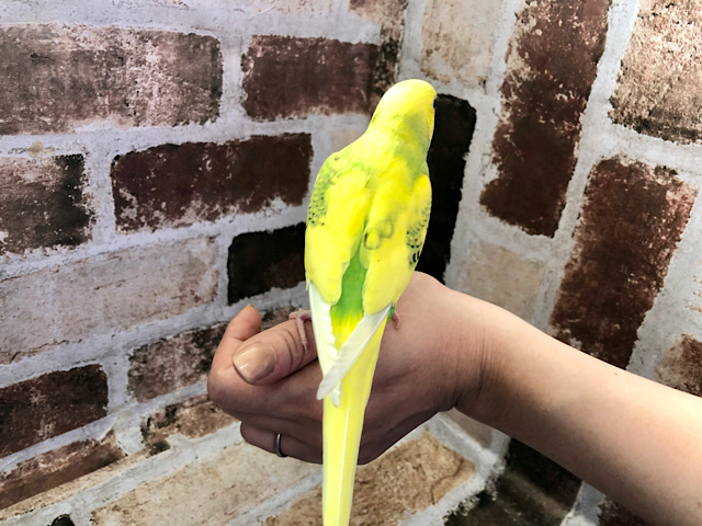 セキセイインコ