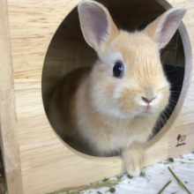 何とも優しいオレンジカラー♪ネザーランドドワーフ(オレンジ)