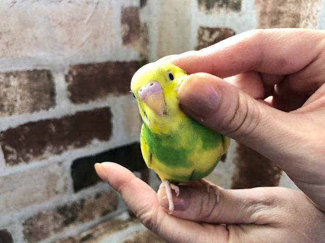 超ホヤホヤ最新画像☆ふわふわが御好きなようです。セキセイインコ　パイド～～