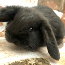 ブラックエンジェル・・・ロップイヤーラビット（ブラック）