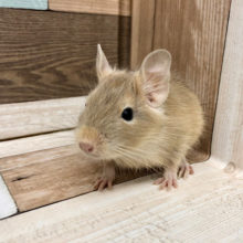 おっとりなんですぅ♪デグーちゃん(サンド)