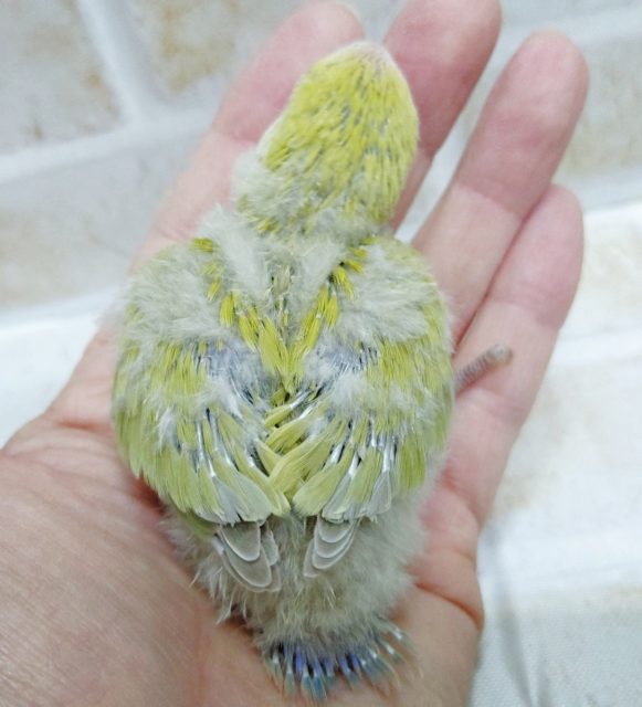 コザクラインコ（小桜インコ）