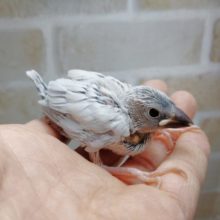 渋いカラー　シルバー文鳥