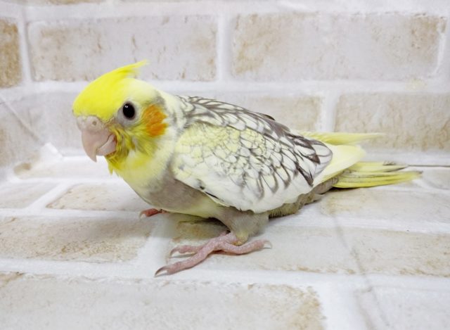 オカメインコ