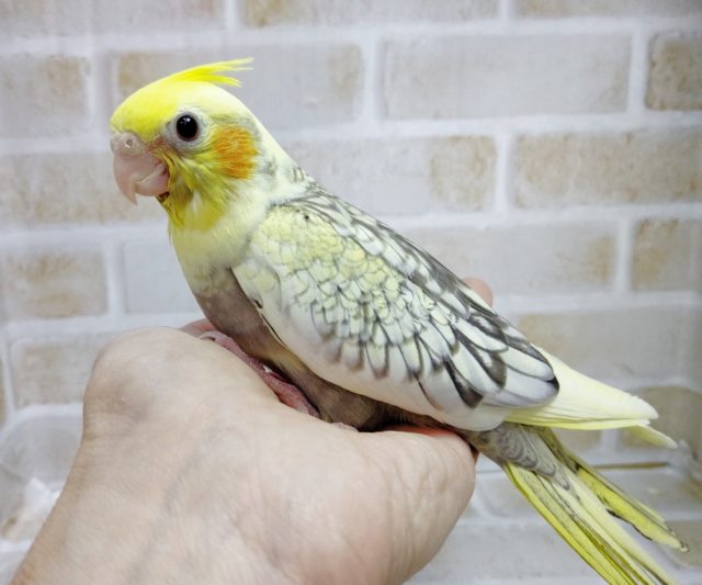 美しい翼の模様！オカメインコ☆パール