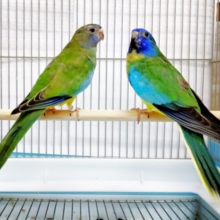 宝石のような煌めき　キキョウインコ　ペア