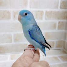 青い男の子！マメルリハ☆ブルー♂ 2020年12月15日撮影