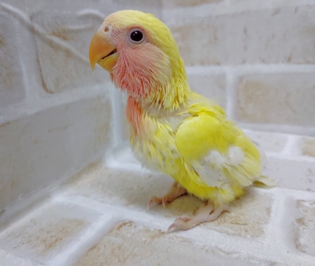 コザクラインコ（小桜インコ）