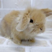 プロパラみたいな耳‼　ロップイヤーラビット 2020年12月26日撮影