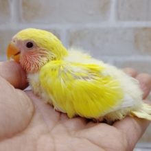 美しいイエローｘピンクカラー　小桜インコ☆ゴールデンチェリー　2020年12月26日撮影