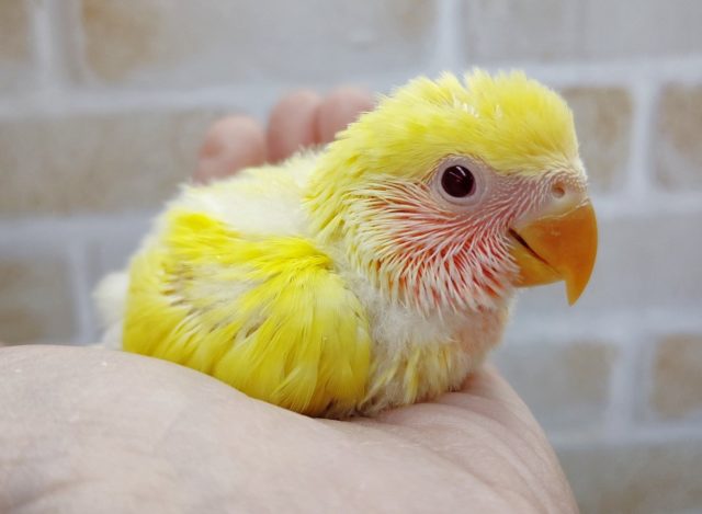 コザクラインコ（小桜インコ）