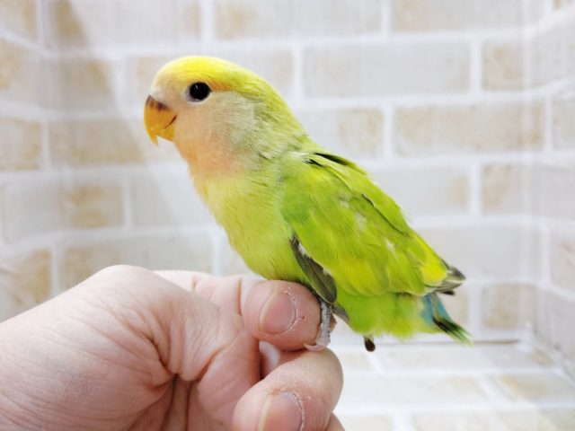 コザクラインコ（小桜インコ）