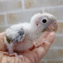 うぶうぶ～　ホオミドリウロコインコ 2020年12月26日撮影
