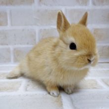 白いくつした履いてます！ドワーフラビット☆オレンジ 2020年12月30日撮影