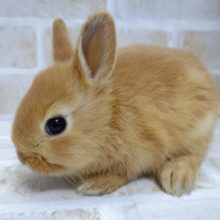 濃いカラー！ドワーフラビット☆オレンジ（濃いめ）2020年12月30日撮影