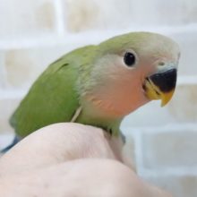 やっぱりノーマルでしょ！　小桜インコ☆ノーマルカラー　2021年01月05日撮影