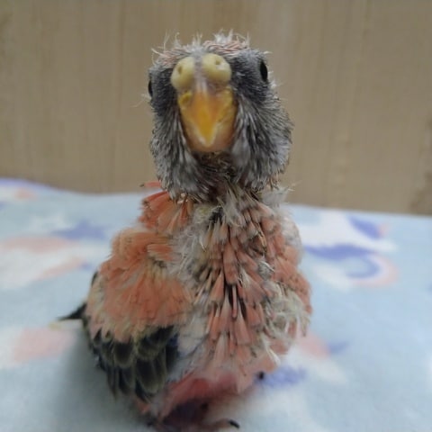 最新画像☆1月3日~ピンク色が鮮やか!ローズ秋草インコのヒナ🌸 アキクサインコ(秋草インコ)