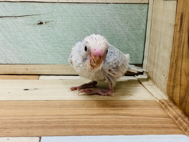 また入舎 セキセイインコ ホワイトウィング 東京からもほど近い 千葉県 神奈川県 埼玉県でセキセイインコ を販売するペットショップ