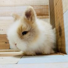 もしゃもしゃでさわり心地最高！ライオンラビット♪