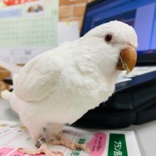 ほれぼれする可愛らしさ♡オキナインコ（アルビノ）！！