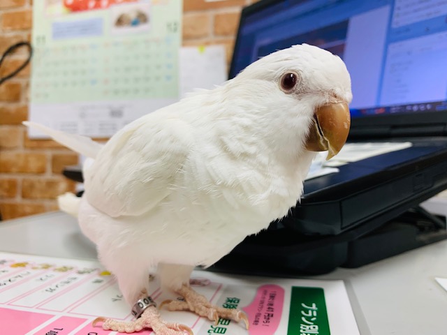 ほれぼれする可愛らしさ♡オキナインコ（アルビノ）！！