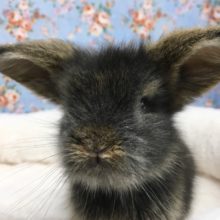 ロップイヤーラビット（茶系）男の子　２０２０年１１月生まれ