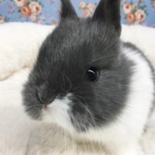 ネザーランドドワーフラビット（濃いグレー系）女の子　２０２０年１１月生まれ