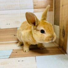 触ったらやみつきに♡レッキスちゃん♪