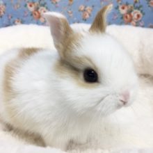 ネザーランドドワーフラビット（オレンジ系）男の子　２０２０年１１月生まれ