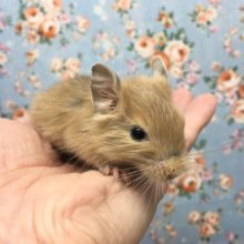 サンドデグー　女の子　２０２０年１１月生まれ