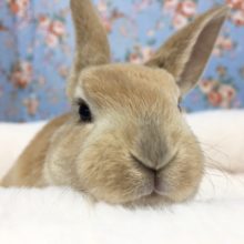 レッキスウサギ（オレンジ）男の子　２０２０年１１月生まれ