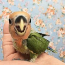 小桜インコ（オレンジフェース）　２０２０年１１月生まれ