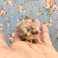 シナモン文鳥（雛）　２０２０年１１月生まれ