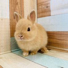 つまり顔のドワーフラビットちゃん♡