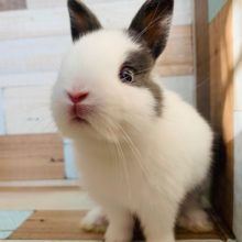 元気いっぱいなドワーフラビットくん♪