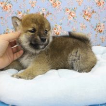 まんまるたぬき顔！柴犬・男の子！