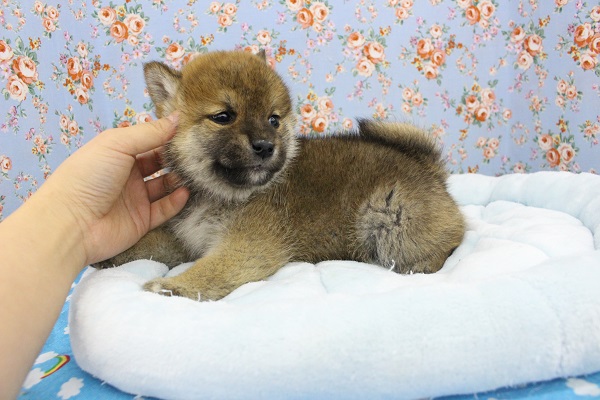 まんまるたぬき顔！柴犬・男の子！