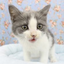 将来有望！？マンチカン・男の子！
