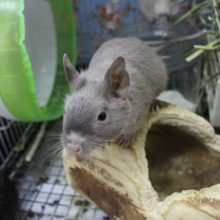 デグーの激レアカラー！クリスマスフェア開催中！