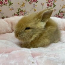 マイペース☆ツンデレ顔？？(笑)ロップイヤー☆