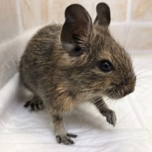 周りに興味津々！デグー（ノーマル）の男の子がやって来ました！