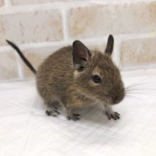 とにかく活発！デグー（ノーマル）の女の子！