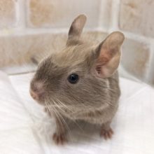 優しい毛色に癒されます！デグー（チョコレート）の女の子！