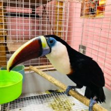 なでなでカキカキやフードキャッチできます！動物園にいる鳥さんシロムネオオハシ☆