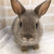 ふわふわです！ネザーランドドワーフ（オパール）！