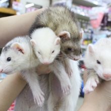 マーシャルフェレットフェア開催中☆