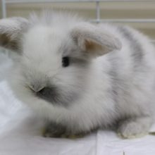 ピョンピョン！ロップイヤーラビット・男の子！