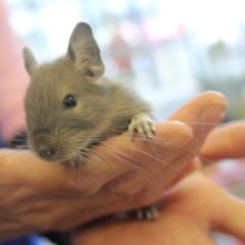 ２０２０年11月生まれ　デグー(ブルー)ちゃん♂