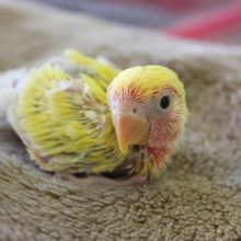 コザクラインコ（ゴールデンチェリー）ヒナちゃん